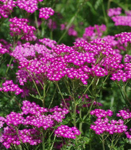 Achillea millefolium 'Cerise Queen'